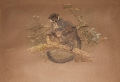 Zwartvoetmaki (Lemur nigifrons) door Joseph Wolf